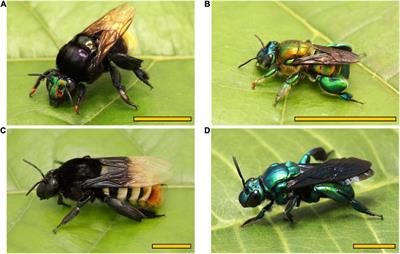 Unraveling the Olfactory Biases of Male Euglossine Bees: Species-Specific Antennal Responses and Their Evolutionary Significance for Perfume Flowers